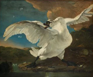 The Threatened Swan